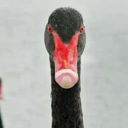 The RIA business can stare down a black swan.